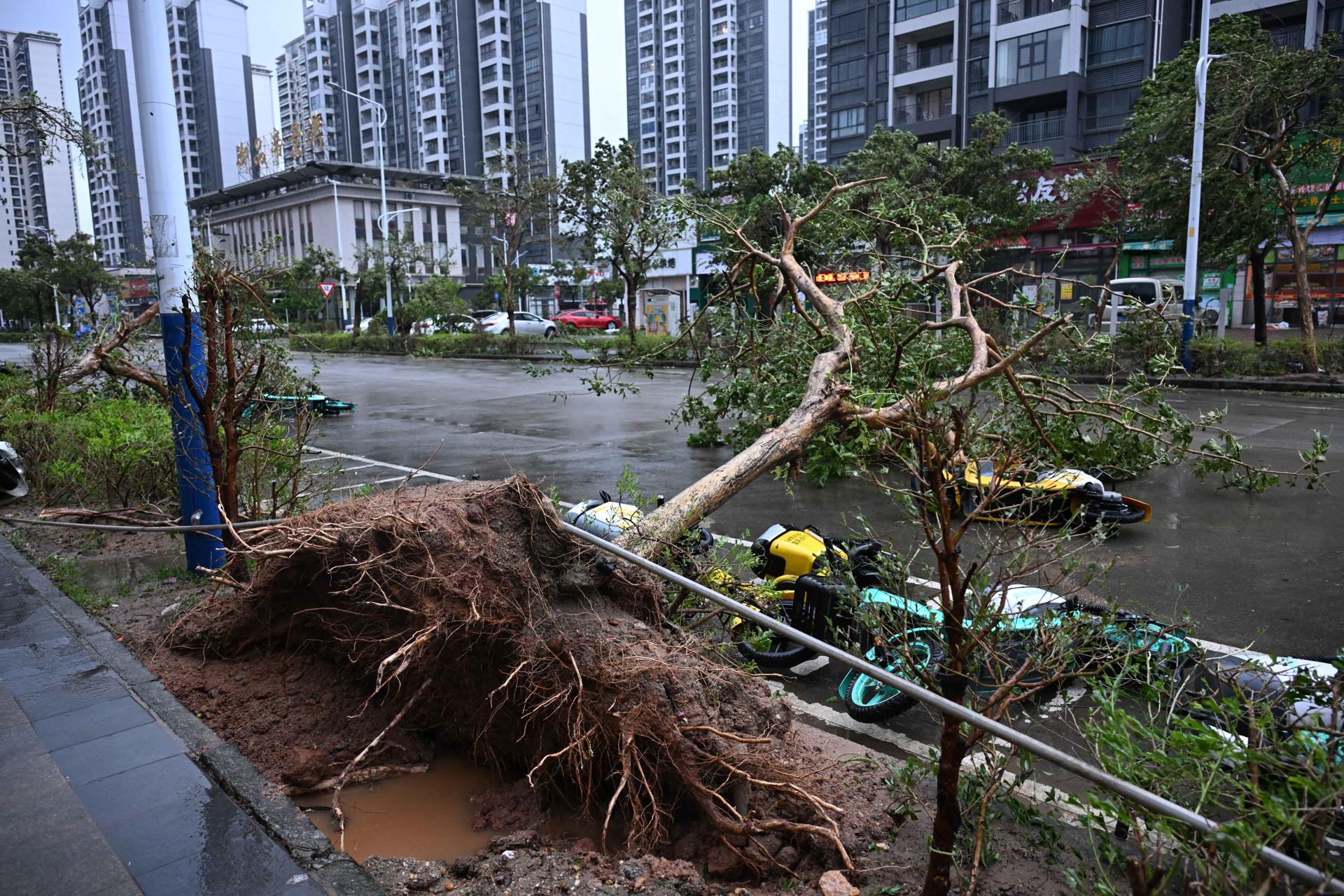 Un árbol caído por los efectos del tifón Ragasa en el sur de China. 
EFE/EPA/XINHUA / Deng Hua CHINA OUT / UK AND IRELAND OUT / MANDATORY CREDIT EDITORIAL USE ONLY EDITORIAL USE ONLY