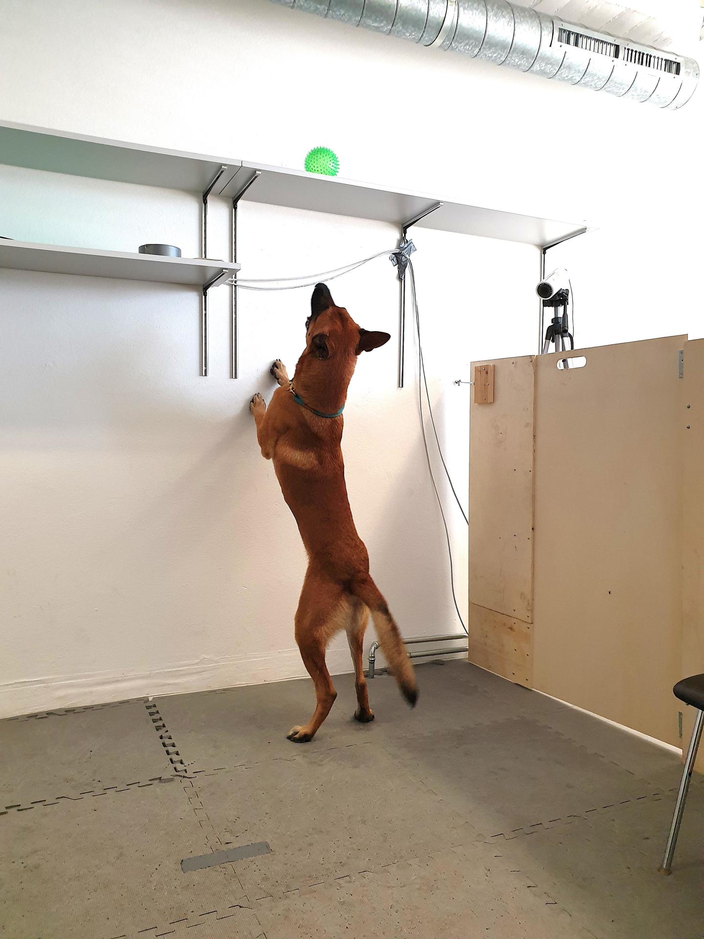 Un pastor malinois concentrado en un juguete que está fuera de su alcance sobre una balda. Alja Mazzini/Universidad de Berna