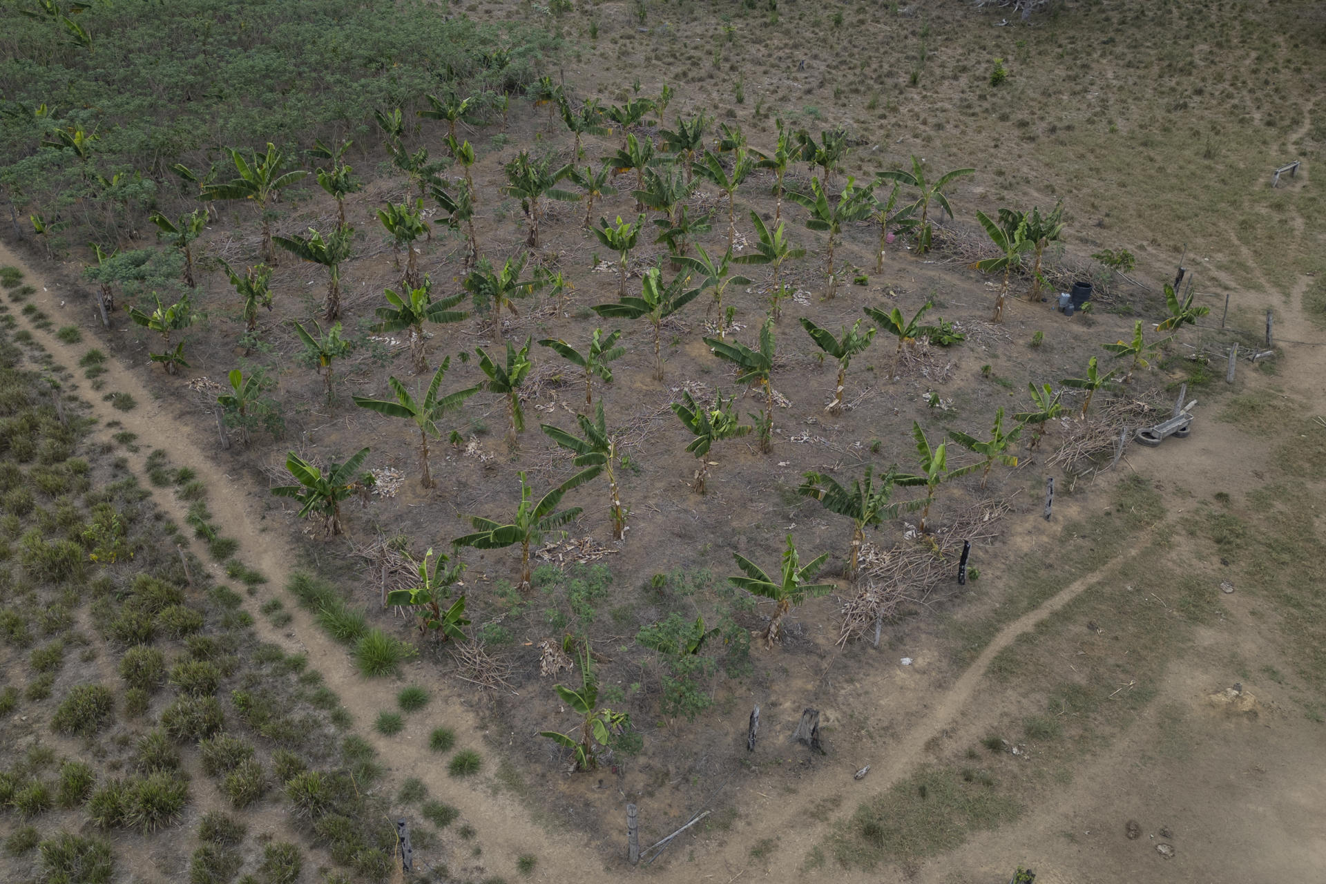 Fotografía aérea del 10 de septiembre de 2025 que muestra plantación de plátano del agricultor Mauricio Batista en Mamuí (Brasil). EFE/Isaac Fontana
