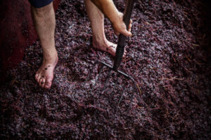 Bodegas Lecea, ubicada en el municipio riojano de San Asensio, recupera la forma tradicional de elaborar el vino con un pisado popular en un lagar del siglo XVI, que ha contado con la participación de unas dos mil personas durante este fin de semana. EFE/ Raquel Manzanares
