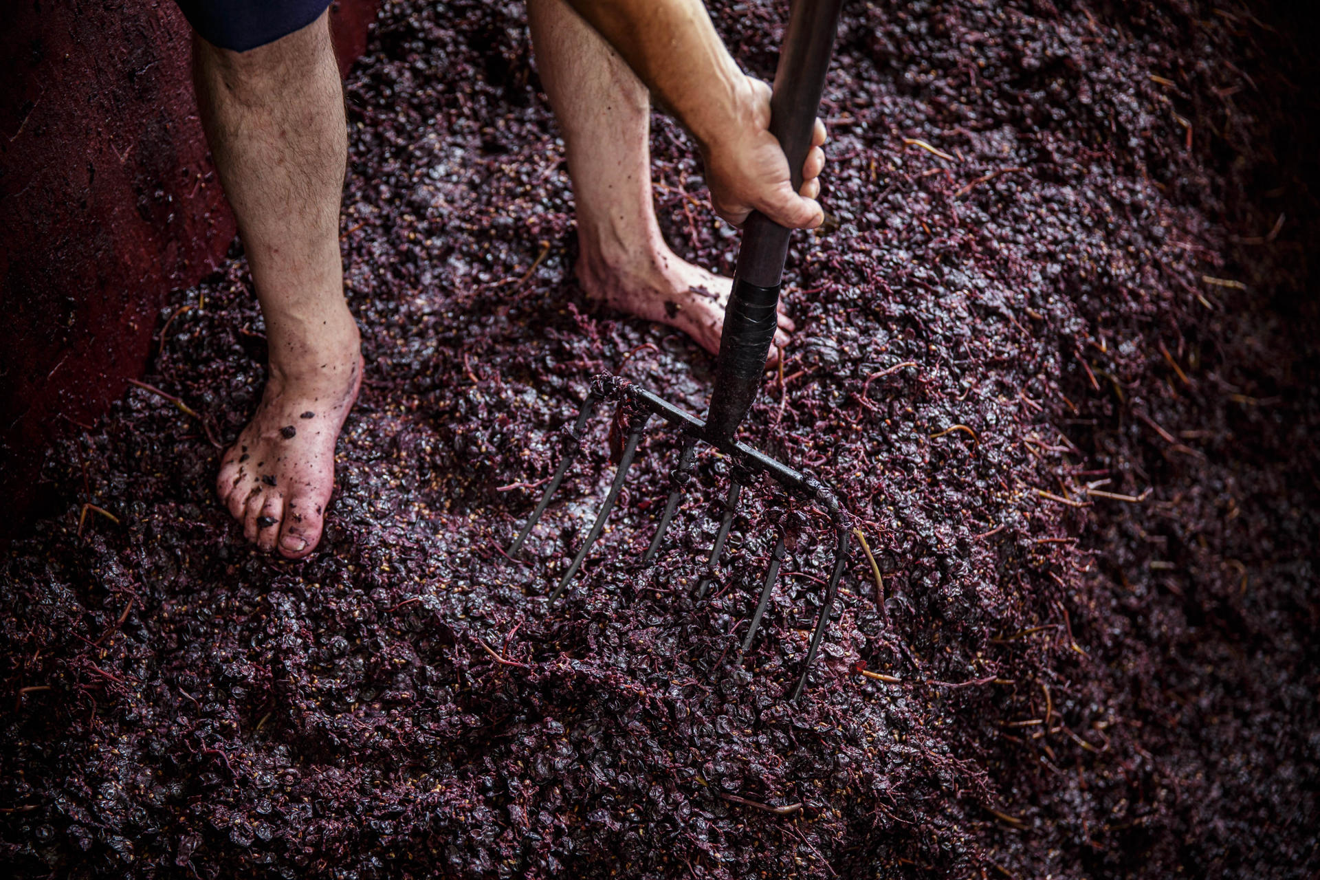 Bodegas Lecea, ubicada en el municipio riojano de San Asensio, recupera la forma tradicional de elaborar el vino con un pisado popular en un lagar del siglo XVI, que ha contado con la participación de unas dos mil personas durante este fin de semana. EFE/ Raquel Manzanares