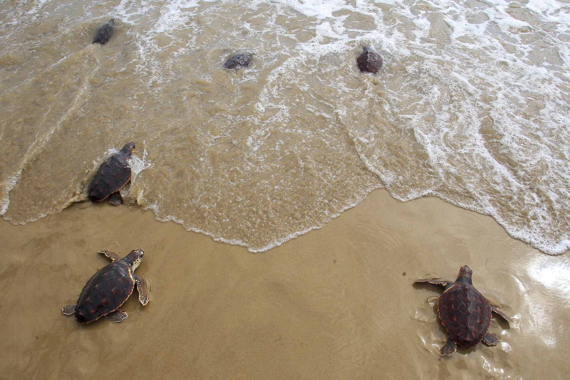 Un momento de la suelta de 36 tortugas Boba de un año de edad en la playa de La Marina, parte de una puesta de 2024 criadas en cautividad en el Oceanogràfic de Valencia. EFE/Morell
