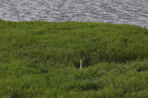 Un cisne permanece semiescondido entre la vegetación de la laguna de Pitillas, humedal de Navarra declarado reserva natural y uno de los enclaves más visitados para la fotografía y para la observación de fenómenos atmosféricos y aves migratorias, en una imagen de junio pasado. EFE/ Jesús Diges