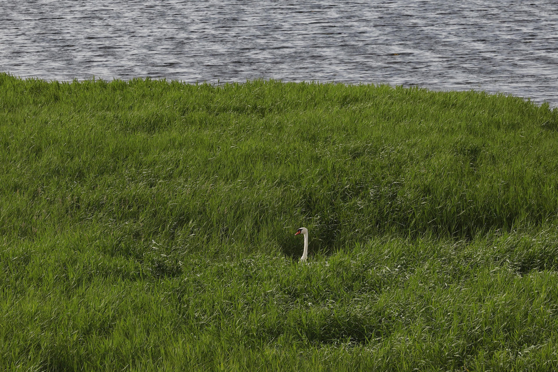 Un cisne permanece semiescondido entre la vegetación de la laguna de Pitillas, humedal de Navarra declarado reserva natural y uno de los enclaves más visitados para la fotografía y para la observación de fenómenos atmosféricos y aves migratorias, en una imagen de junio pasado. EFE/ Jesús Diges