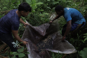 Fotografía del 10 de septiembre de 2025 que muestra al trabajador rural Alcides Filho (d), conocido como 'Filhinho' cosechando açaí en Mamuí (Brasil). EFE/Isaac Fontana