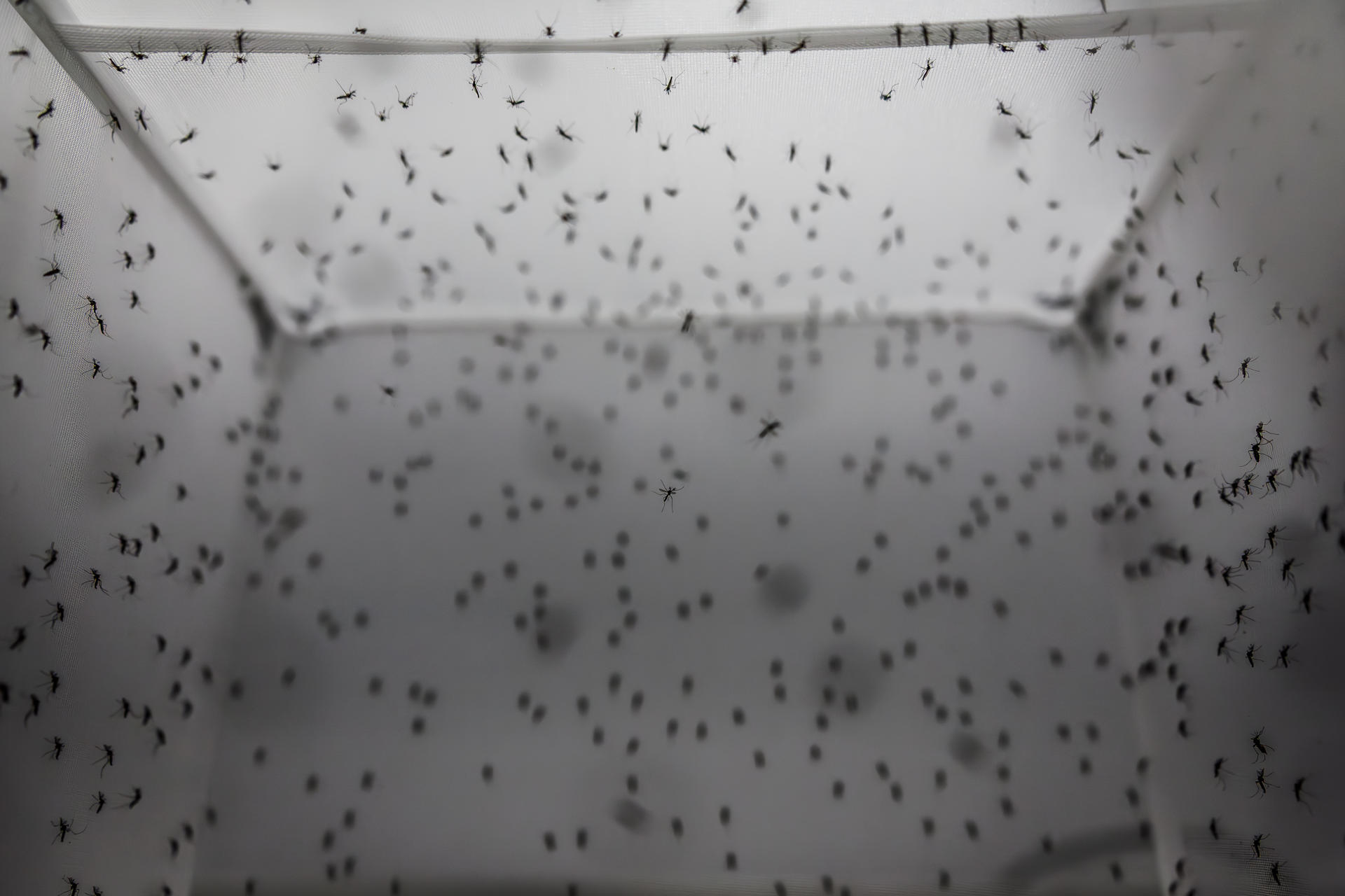 Fotografía que muestra mosquitos Aedes aegypti en un laboratorio de la empresa de biotecnología británica Oxitec este miércoles, en Campinas (Brasil). EFE/ Isaac Fontana
