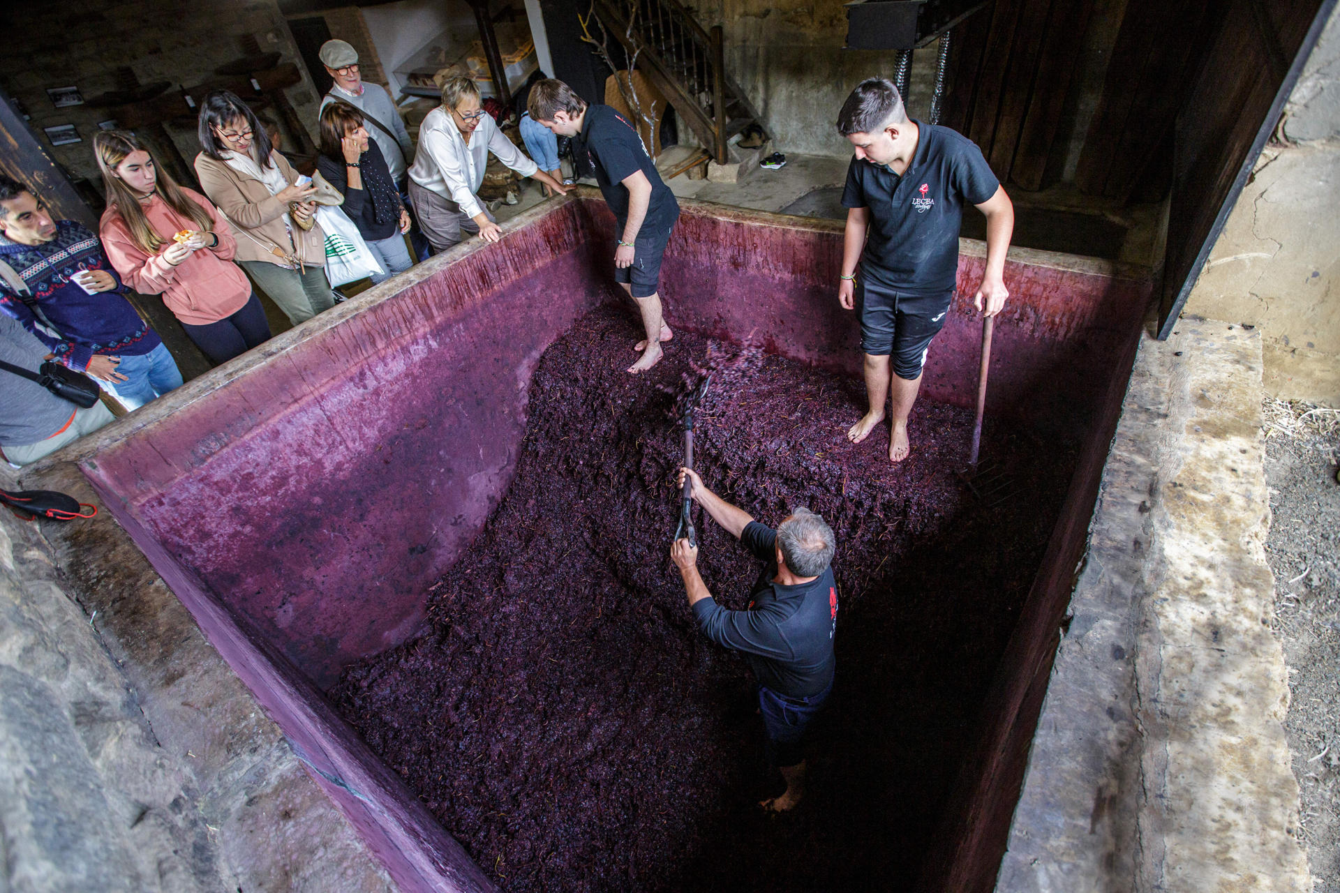 Bodegas Lecea, ubicada en el municipio riojano de San Asensio, recupera la forma tradicional de elaborar el vino con un pisado popular en un lagar del siglo XVI, que ha contado con la participación de unas dos mil personas durante este fin de semana. EFE/ Raquel Manzanares
