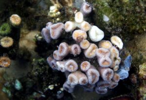 En la imagen de archivo, vista de un coral en las playas de Arraial d'Ajuda, en Bahía (nordeste de Brasil). EFE/ Antonio Lacerda