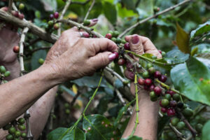 Fotografía de archivo de una integrante de la Asociación de Mujeres Caficultoras de Viotá y Tequendama (Asomucavit), recolecta granos de café en Viotá (Colombia).EFE/ Carlos Ortega