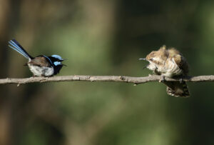 Macho de cuclillo de Horsfield, a la derecha, se enzarza con un macho de maluro soberbio. Fotografía facilitada por el CSIC / David Ongley