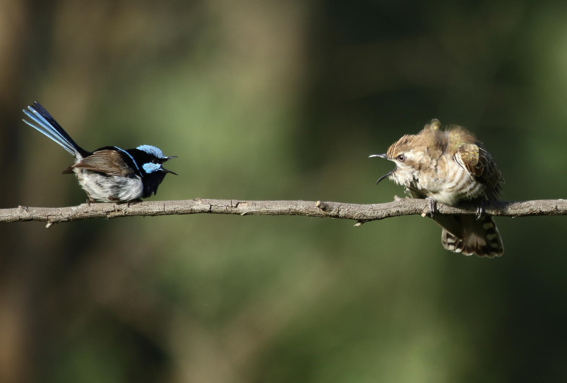 Macho de cuclillo de Horsfield, a la derecha, se enzarza con un macho de maluro soberbio. Fotografía facilitada por el CSIC / David Ongley