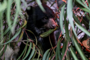 Fotografía de archivo de un oso andino en el Zoológico de Quito (Ecuador). EFE/ José Jácome
