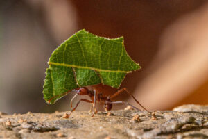 Fotografía cedida por Steven Paton que muestra una hormiga cortadora de hojas. EFE/ Steven Paton