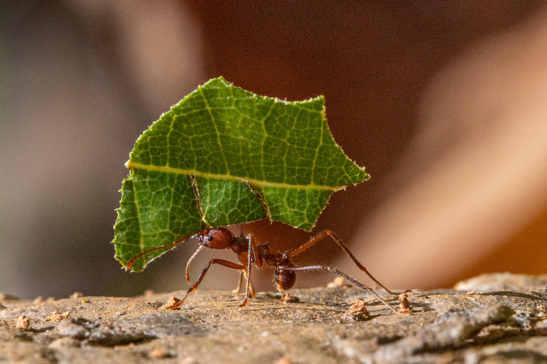 Fotografía cedida por Steven Paton que muestra una hormiga cortadora de hojas. EFE/ Steven Paton