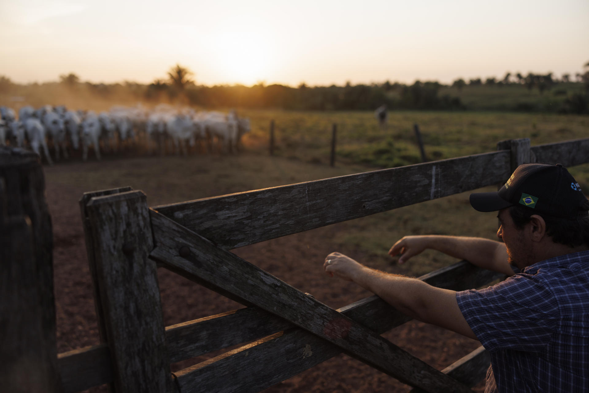 Fotografía del 15 de septiembre de 2025 del ganadero Pedro de Abreu observando ganado en su hacienda en el municipio de São Geraldo do Araguaia, en el estado de Pará (Brasil). EFE/ Isaac Fontana