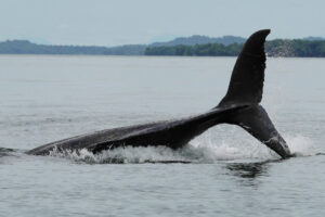 En la imagen de archivo, una ballena jorobada. EFE/ Ernesto Guzmán