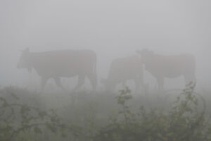 Imagen de ganado bovino pastando en el campo EFE/Eliseo Trigo