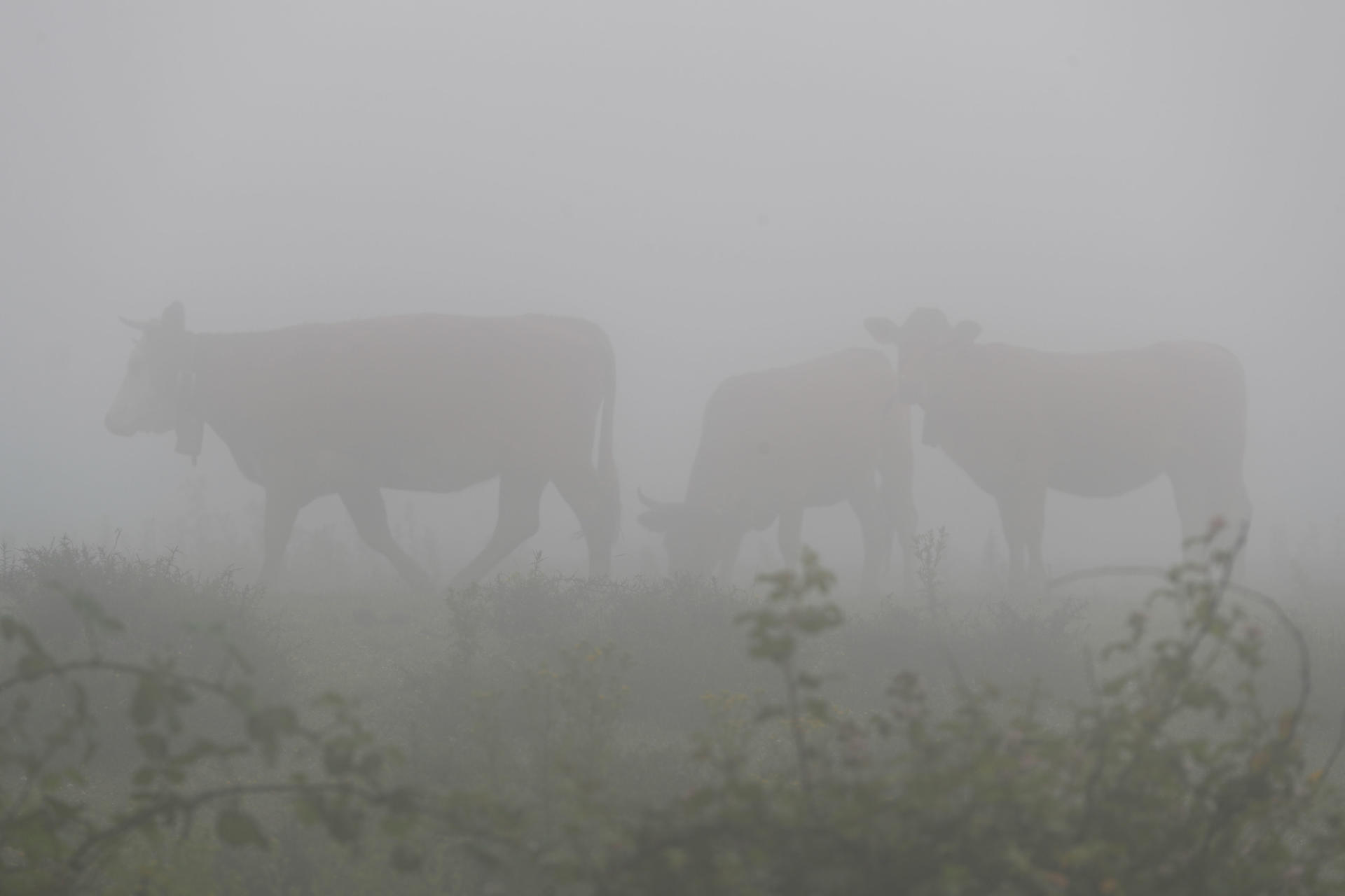 Imagen de ganado bovino pastando en el campo EFE/Eliseo Trigo