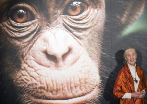 Fotografia de archivo de la etóloga británica Jane Goodall, EPA/STF EFE/EPA/IAN LANGSDON