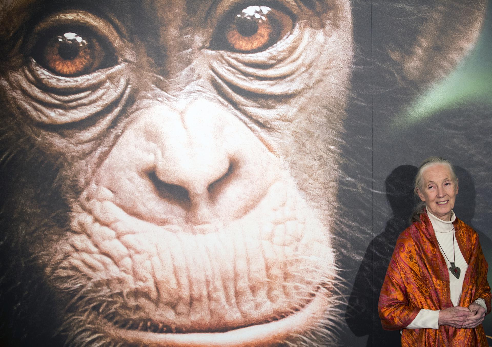 Fotografia de archivo de la etóloga británica Jane Goodall, EPA/STF EFE/EPA/IAN LANGSDON