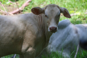 La Secretaría de Agricultura y Desarrollo Rural (Agricultura) de México informó este jueves de la detección de un nuevo caso de gusano barrenador en el ganado (GBG) en el estado de Querétaro (centro), proveniente del sur-sureste del país. Fotografía de archivo. EFE/ Mariano Macz