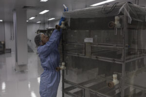 Una persona supervisa la cría de mosquitos Aedes aegypti en un laboratorio de la empresa de biotecnología británica Oxitec este miércoles, en Campinas (Brasil). EFE/ Isaac Fontana