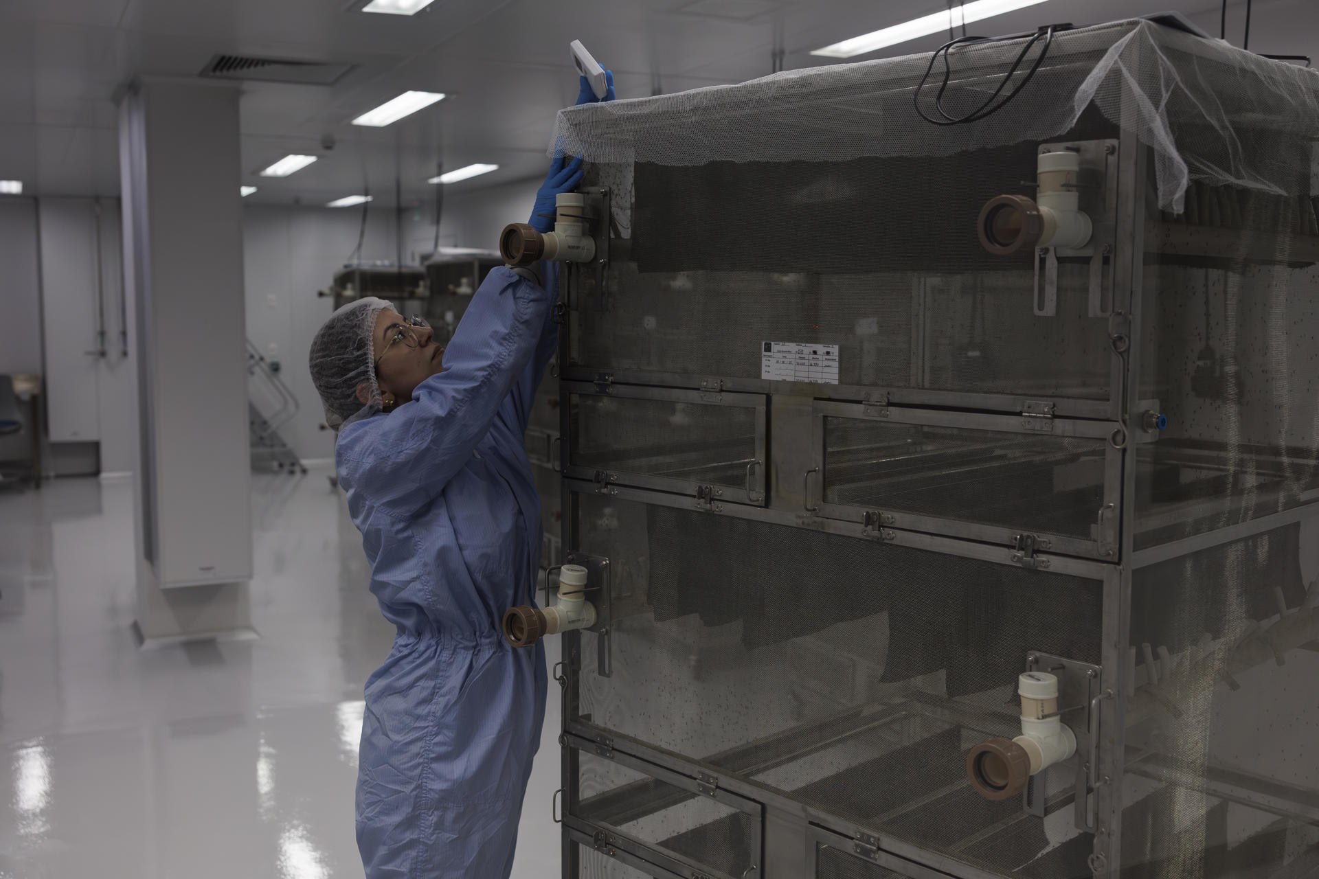 Una persona supervisa la cría de mosquitos Aedes aegypti en un laboratorio de la empresa de biotecnología británica Oxitec este miércoles, en Campinas (Brasil). EFE/ Isaac Fontana