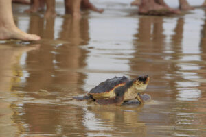 Un momento de la suelta de 36 tortugas Boba de un año de edad en la playa de La Marina, parte de una puesta de 2024 criadas en cautividad en el Oceanogràfic de Valencia. EFE/Morell