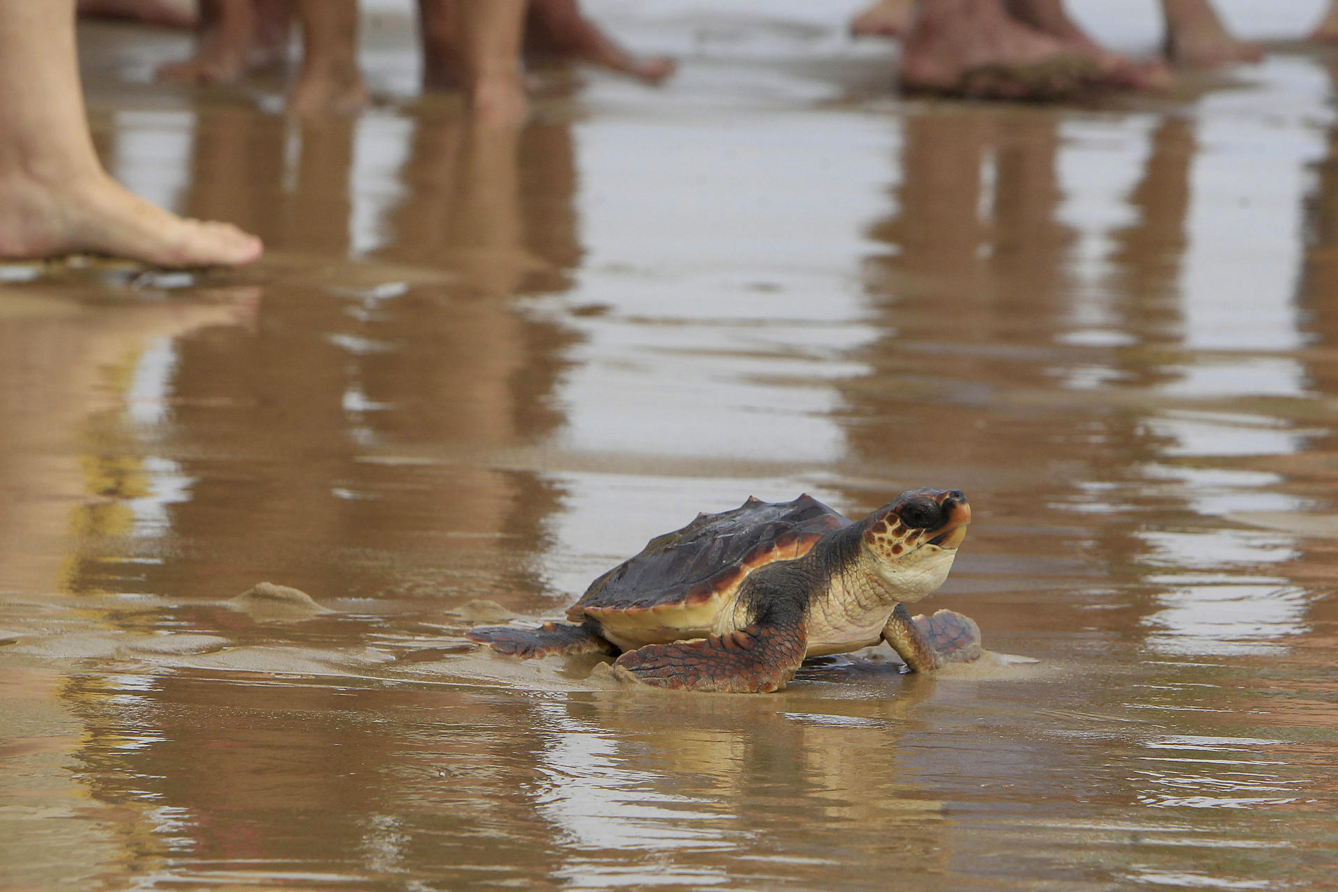 Un momento de la suelta de 36 tortugas Boba de un año de edad en la playa de La Marina, parte de una puesta de 2024 criadas en cautividad en el Oceanogràfic de Valencia. EFE/Morell