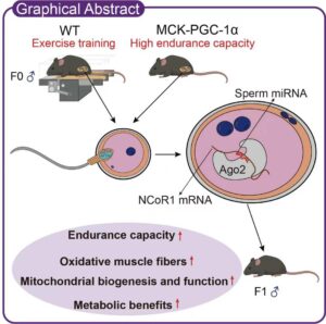Gráfico que explica cómo el ejercicio paterno mejora la resistencia y la salud metabólica de la descendencia a través de los microARN del esperma, que reprograman la expresión génica embrionaria temprana, revelando cómo los beneficios del ejercicio pueden heredarse de generación en generación. Crédito: Cell Metabolism