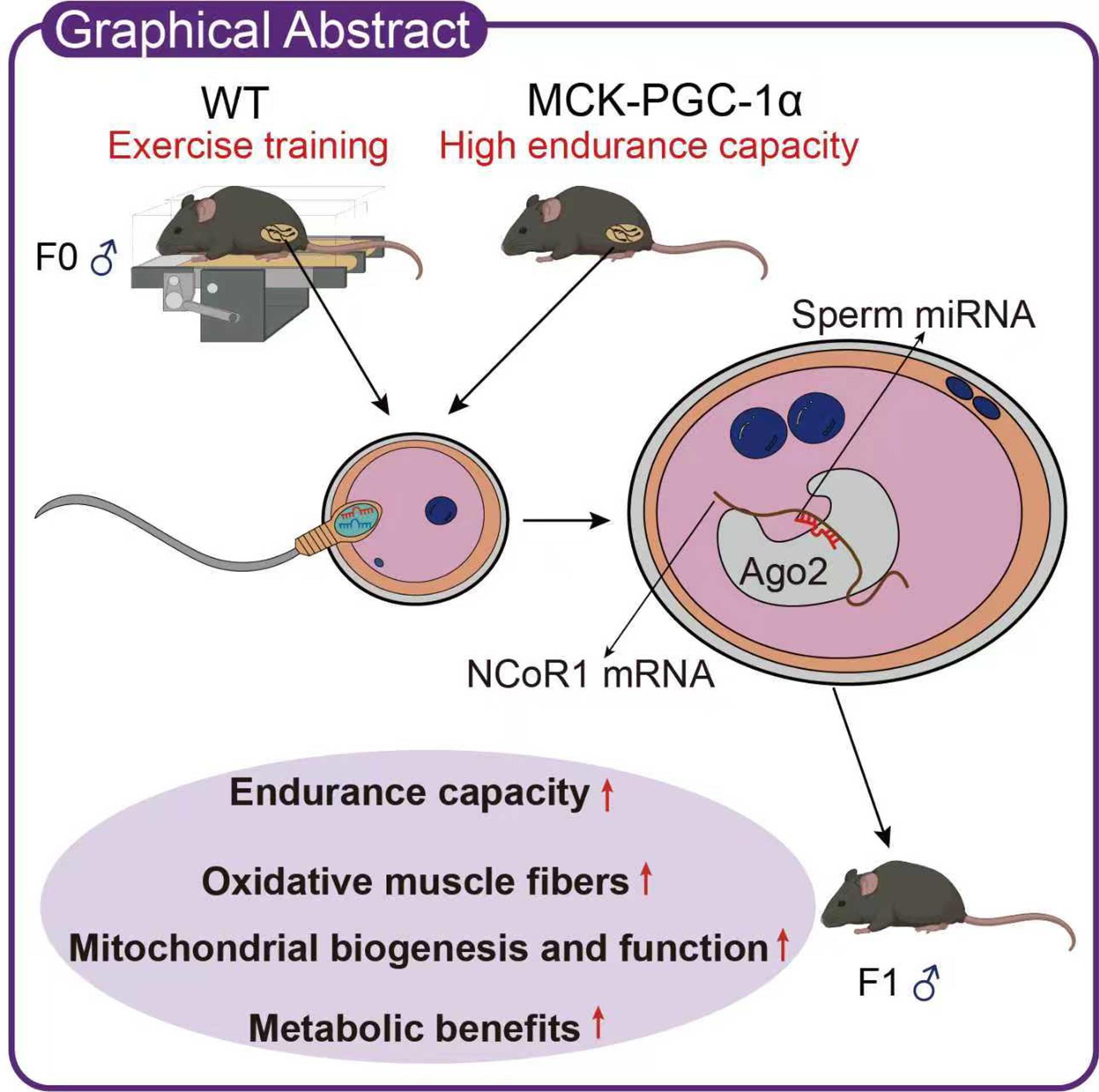 Gráfico que explica cómo el ejercicio paterno mejora la resistencia y la salud metabólica de la descendencia a través de los microARN del esperma, que reprograman la expresión génica embrionaria temprana, revelando cómo los beneficios del ejercicio pueden heredarse de generación en generación. Crédito: Cell Metabolism