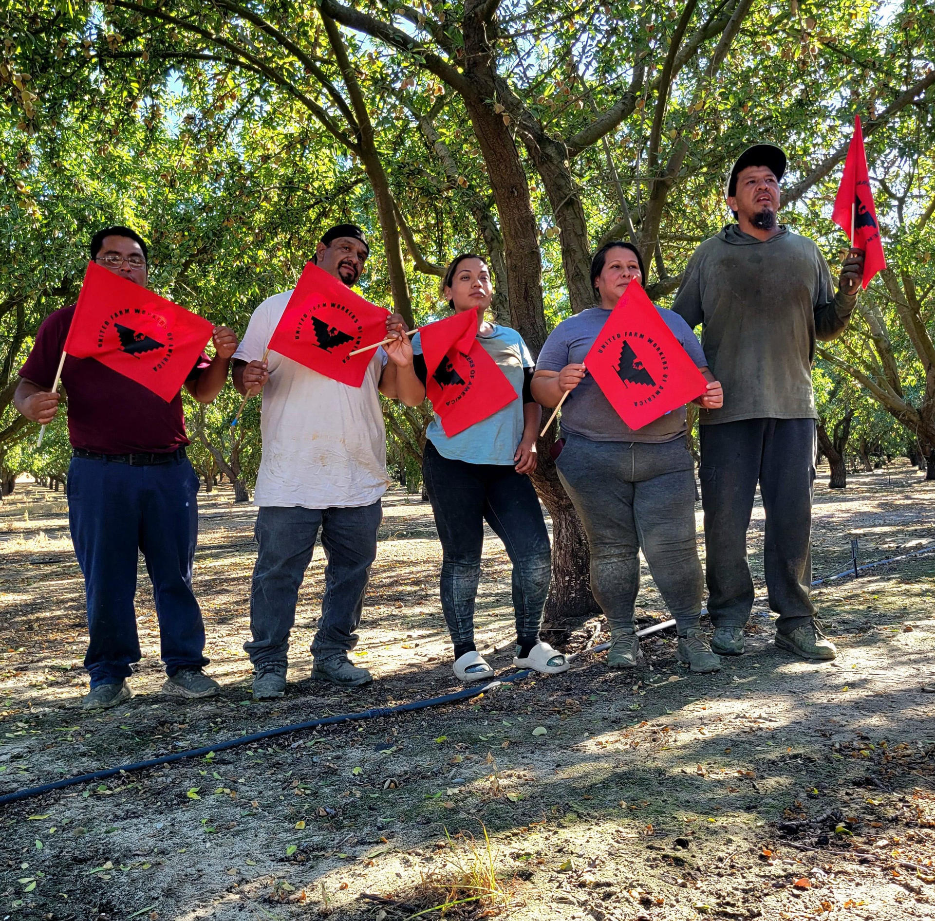Fotografía cedida por la Unión de Campesinos (UFW) donde aparecen trabajadores del sindicato agrícola. EFE/ UFW