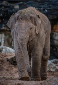 La cría hembra Indali fue una de las primeras elefantas en recibir la vacuna contra el virus del herpes endoteliotrópico del elefante (EEHV, por sus siglas en inglés) en el zoológico de Chester (Reino Unido) tras sobrevivir a la enfermedad en 2019. Zoológico de Chester