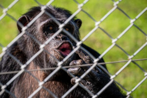 En la imagen de archivo, un ejemplar de simio, en el Centro de Rescate de Primates Rainfer/ Fundación Chimpatía que es un lugar de rehabilitación y descanso para todos aquellos primates que han sido forzados a vivir una vida que no merecían. EFE/Fernando Villar