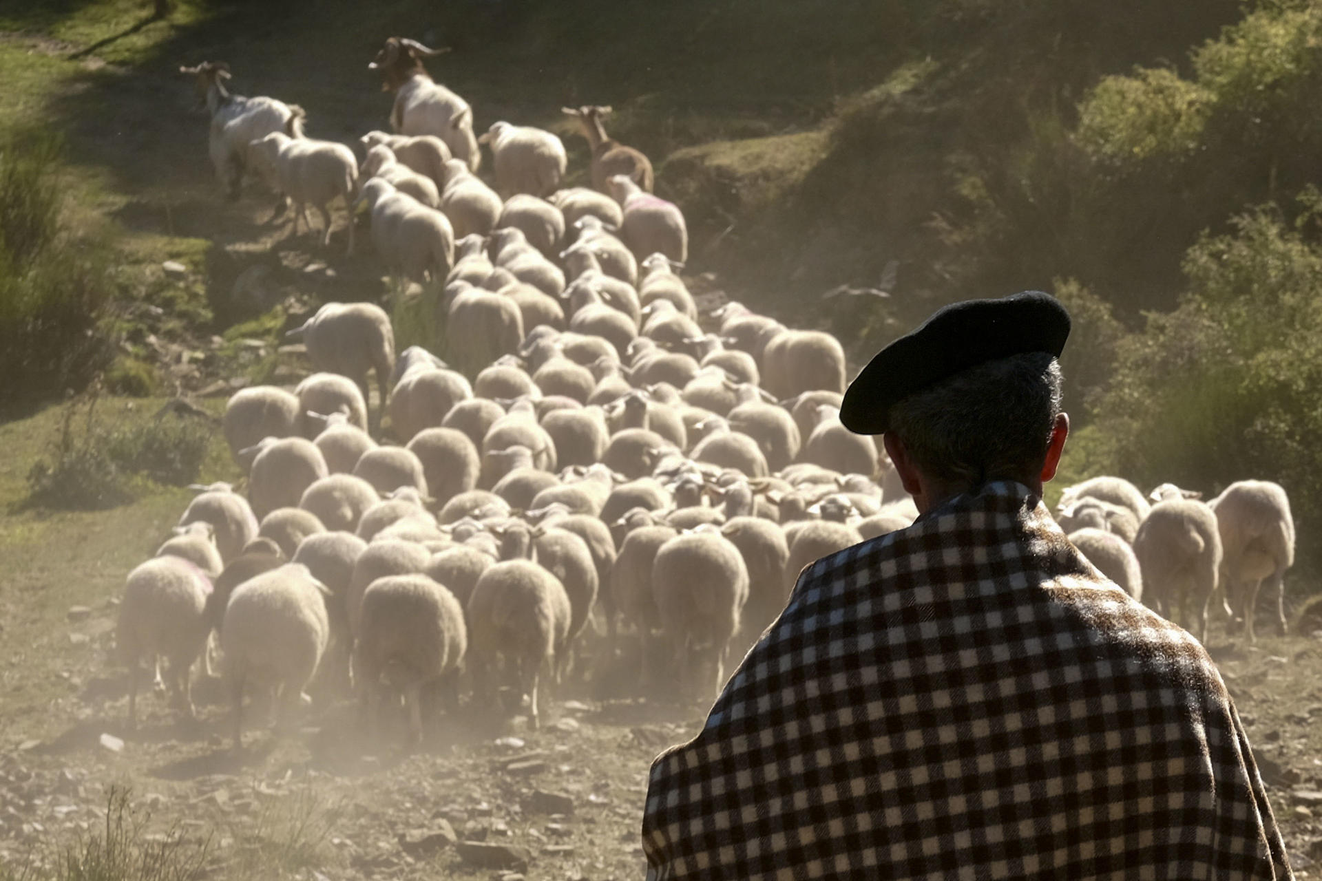 La Venta de Piqueras, en el municipio de Lumbreras (La Rioja), ha rememorado este sábado, durante la XIX Fiesta de la Trashumancia, el viaje que cada otoño hacían los pastores con sus rebaños desde la sierra riojana hacia los pastos extremeños. EFE/ Raquel Manzanares.
