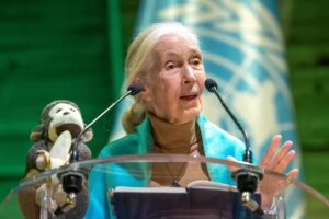 La etóloga, primatóloga y antropóloga británica Jane Goodall, en una fotografía de archivo. EFE/CHRISTOPHE PETIT TESSON