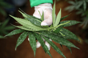 Imagen de archivo de unas hojas cannabis medicinal. EFE/Mario Baos