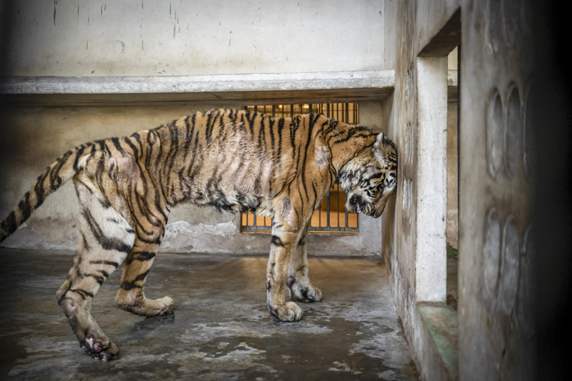 LLORET DE MAR (GIRONA), 05/10/2025.- Una foto sobre tráfico ilegal de animales de la británica Amy Jones se ha alzado con el premio absoluto del festival MontPhoto. EFE/Amy Jones/Festival MontPhoto  *****SOLO USO EDITORIAL/SOLO DISPONIBLE PARA ILUSTRAR LA NOTICIA QUE ACOMPAÑA (CRÉDITO OBLIGATORIO) *****