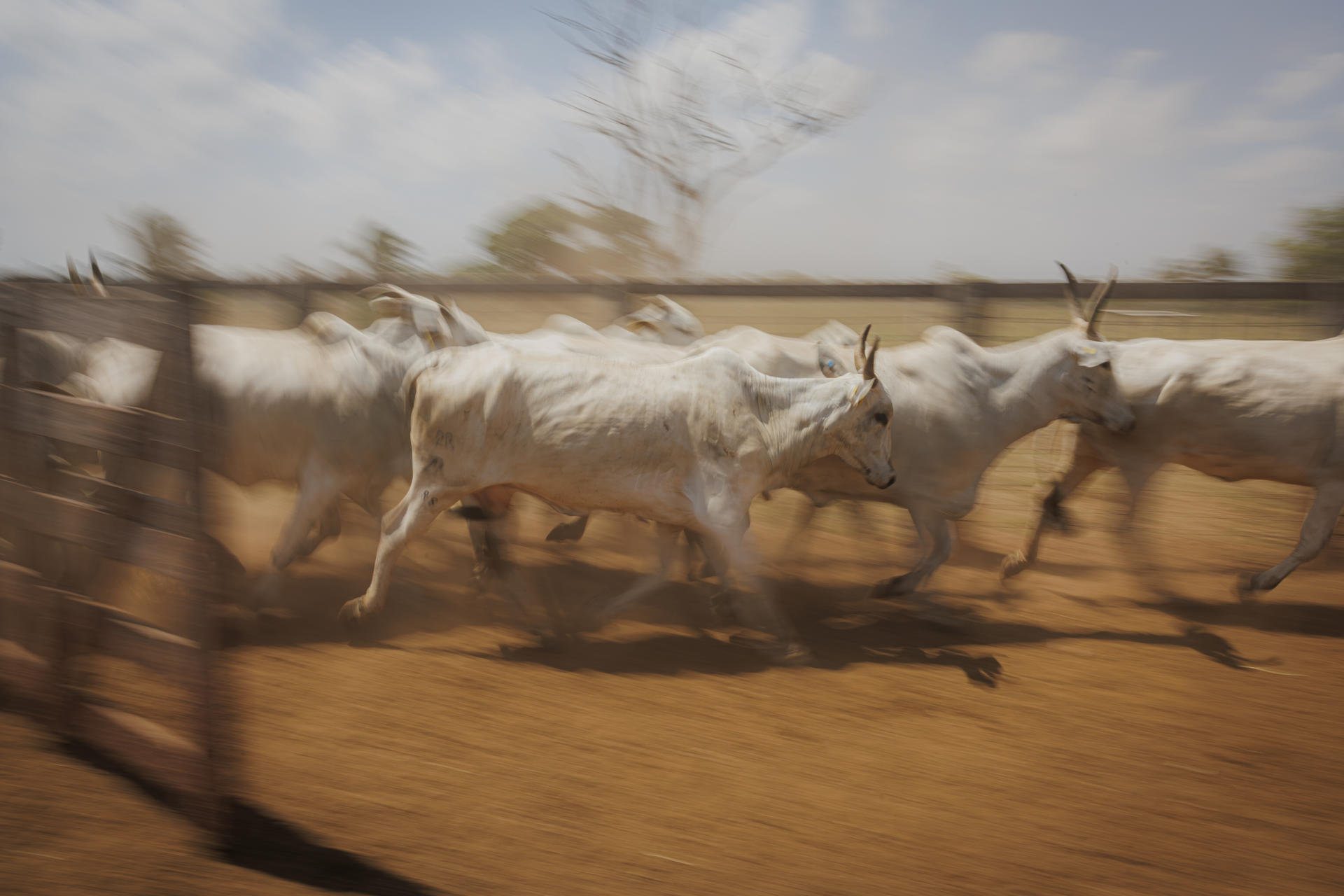 Fotografía del 15 de septiembre de 2025 que muestra ganado en la hacienda del ganadero Reginaldo Rocha en el municipio de São Geraldo do Araguaia, en el estado de Pará (Brasil). EFE/ Isaac Fontana