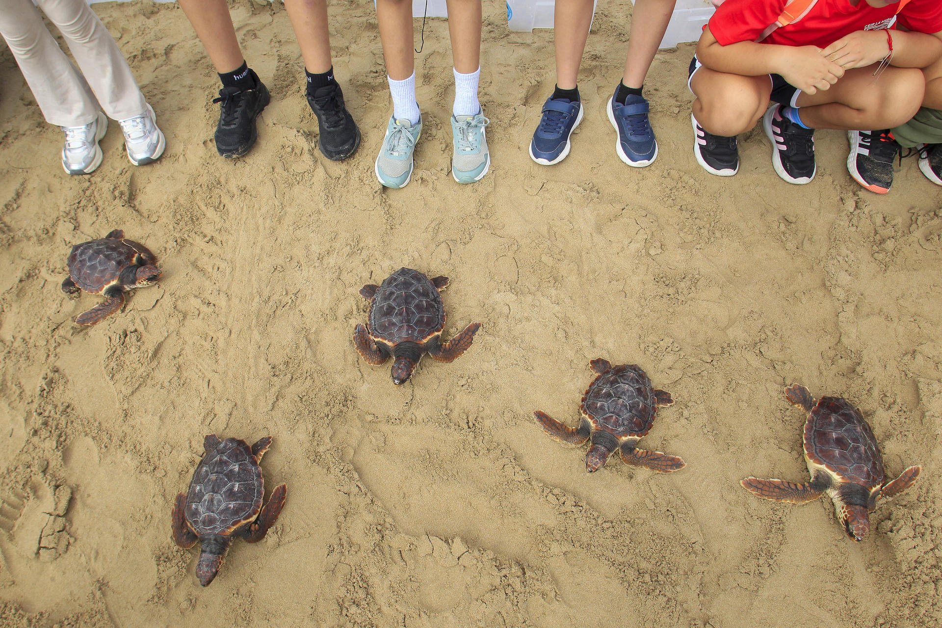 Un momento de la suelta de 36 tortugas Boba de un año de edad en la playa de La Marina, parte de una puesta de 2024 criadas en cautividad en el Oceanográfic de Valencia. EFE/Morell
