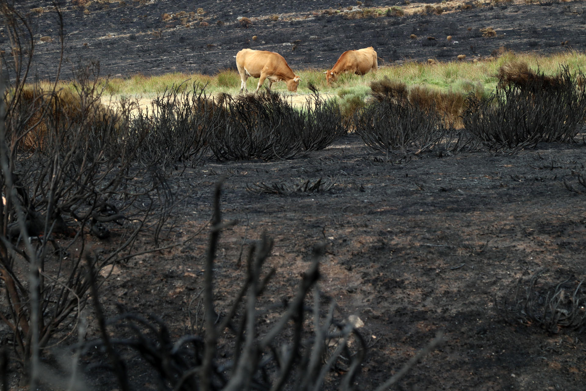 Zona arrasada por los incendios en los alrededores de la localidad zamorana de San Martín de Castañeda. Tras los incendios forestales que arrasaron el Noroeste Peninsular el pasado mes de agosto, expertos y vecinos de la zona han expresado su preocupación por el efecto que puedan tener las lluvias en las zonas afectadas por los fuegos tanto por el arrastre de cenizas como por la erosión.EFE/Mariam A. Montesinos
