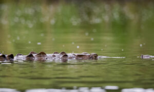 Fotografía de archivo que muestra un cocodrilo en una laguna. EFE/ Jeffrey Arguedas