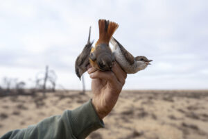 Jóvenes cazadores revisan al amanecer las redes instaladas en la costa del lago Al Bardawil, en Bir Al Abd (Norte del Sinaí, Egipto), donde la captura tradicional de aves migratorias se enfrenta hoy al riesgo de la sobreexplotación y la desaparición de especies como la tórtola europea. EFE / Ali Mustafa