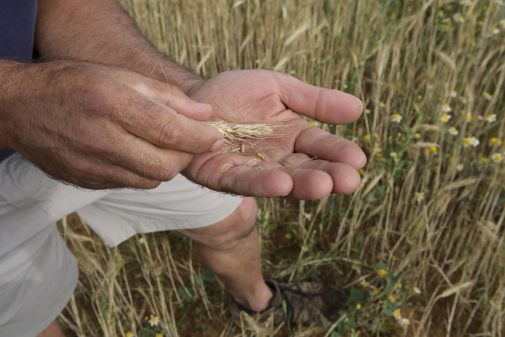 Fotografía de espigas de trigo sin porte y raíces muertas en suelos cuarteados y secos de Salamanca (Castilla y León). EFE/ JMGarcia