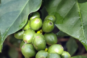 Detalle de cerezas de café verdes captadas este miércoles, 1 de octubre, en Tegucigalpa (Honduras). EFE/Gustavo Amador