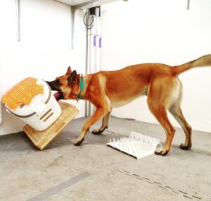 Un pastor malinois intentando acceder al juguete inaccesible dentro de la caja mientras ignora el rompecabezas de comida. Alja Mazzini/Universidad de Berna
