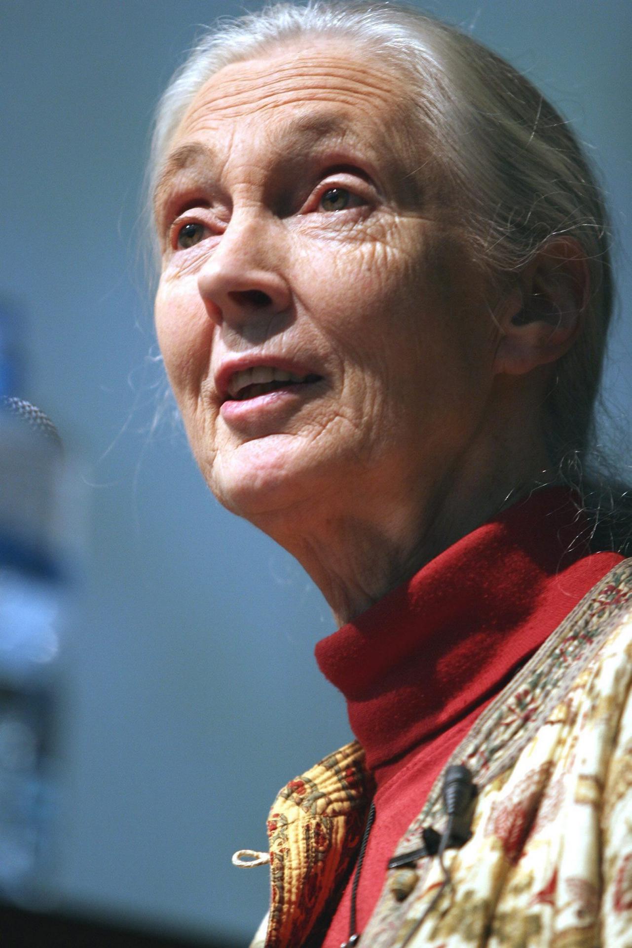 Foto de archivo de la etóloga británica Jane Goodall, EPA/STF
