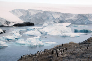 Imagen de archivo de una parvada de pingüinos en un sector de la Isla Livingston (Antártida). EFE/Julia Talarn