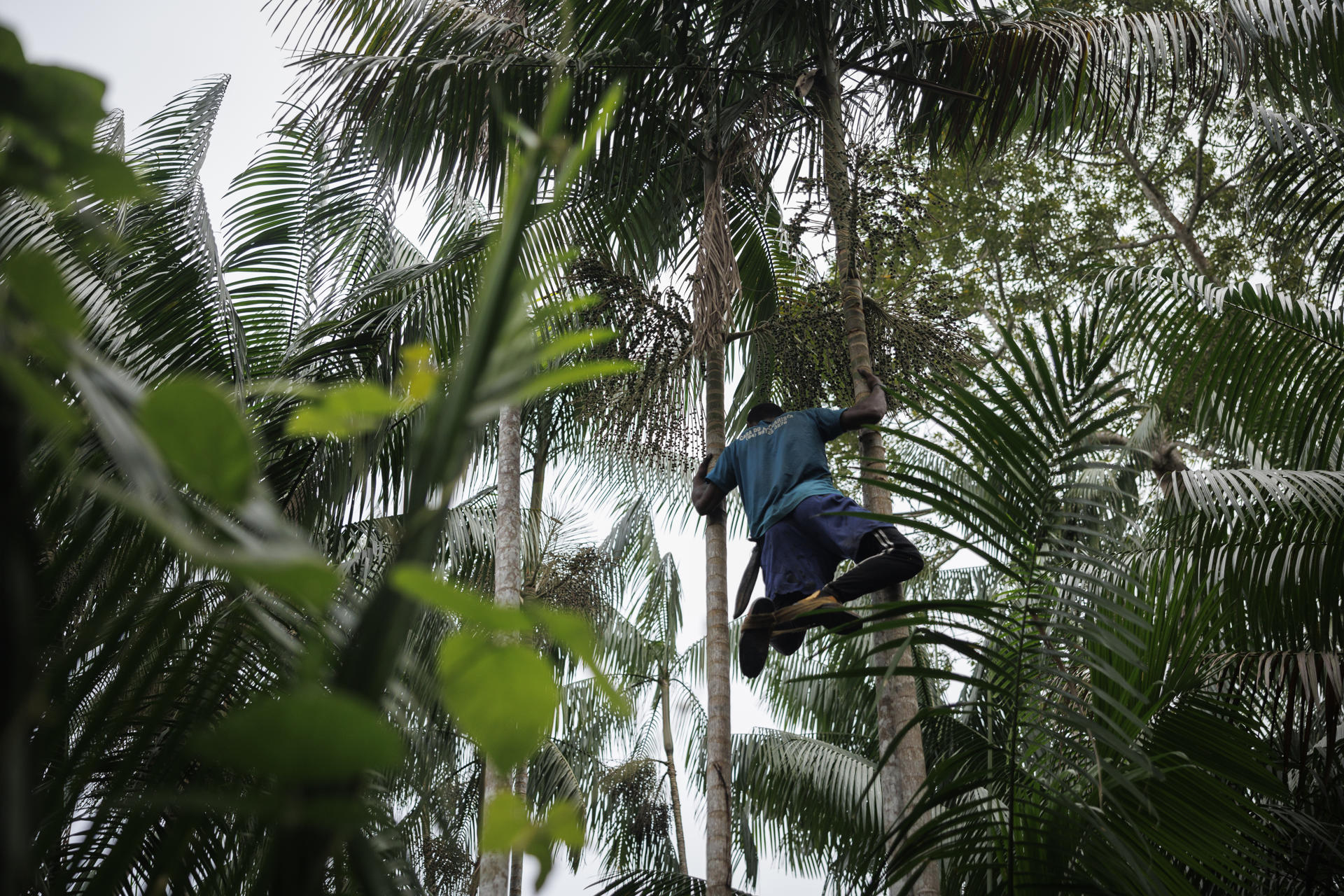 Fotografía del 10 de septiembre de 2025 que muestra al trabajador rural Alcides Filho, conocido como 'Filhinho' cosechando açaí en Mamuí (Brasil).EFE/Isaac Fontana
