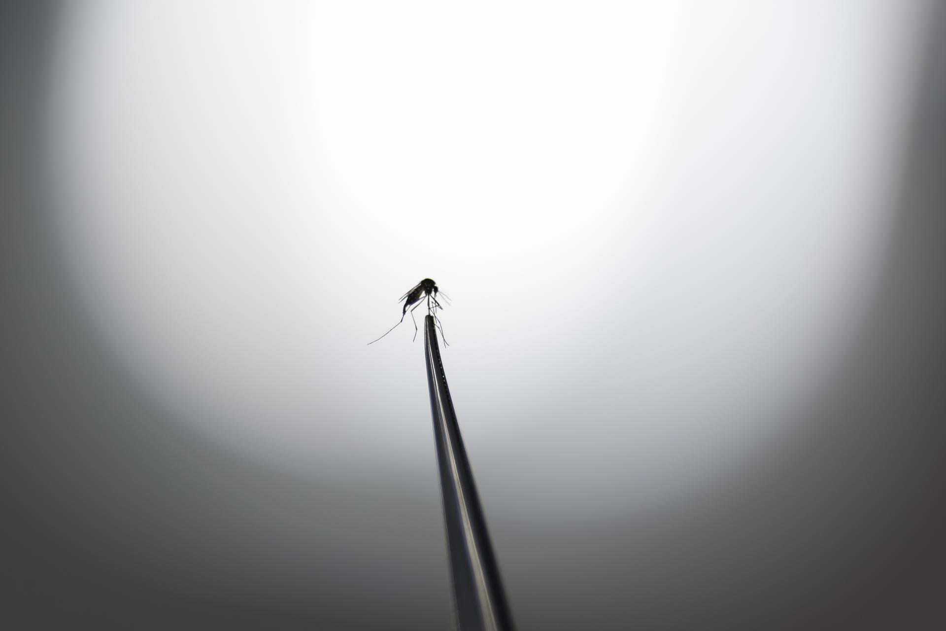 Fotografía que muestra un mosquito Aedes aegypti en un laboratorio de la empresa de biotecnología británica Oxitec este miércoles, en Campinas (Brasil). EFE/ Isaac Fontana
